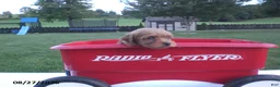 Yorkiepoo dogs for sale: George - Ad 2