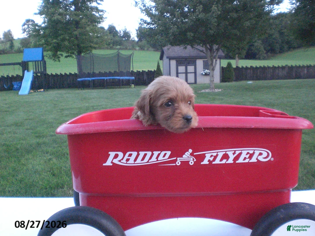 Yorkiepoo dogs for sale: George - Ad 2