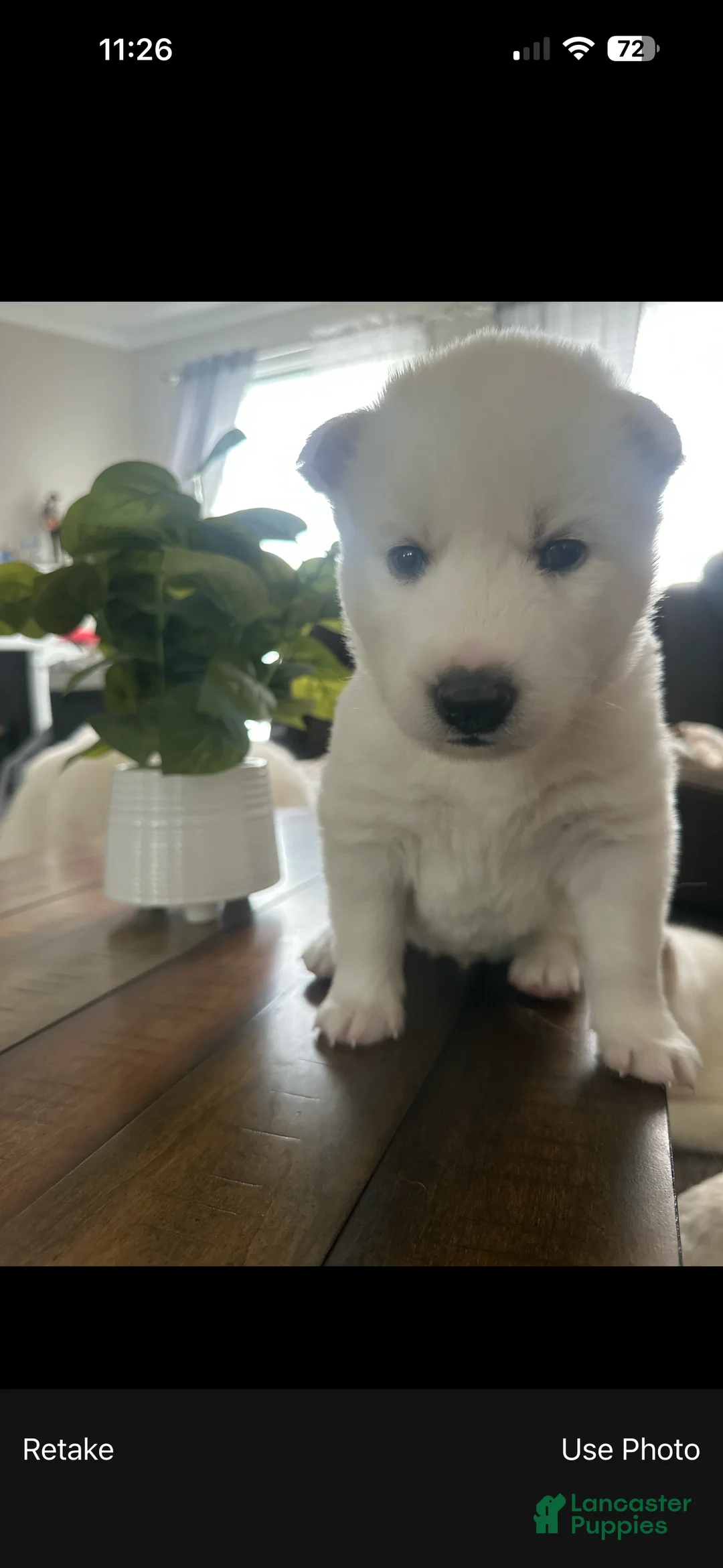 Siberian Husky dogs for sale: Milo  - Ad 2