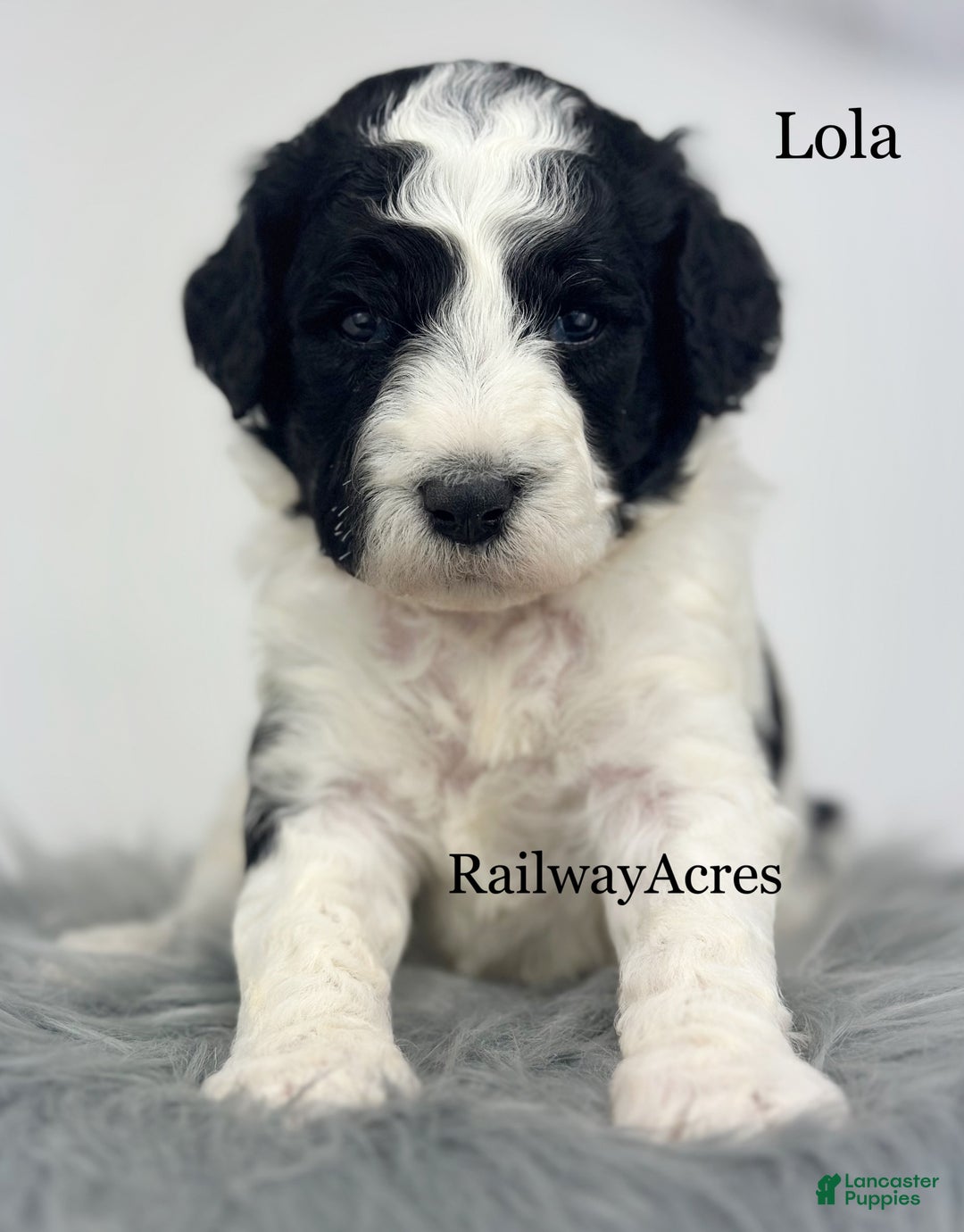 Mixed Breed dogs for sale: Lola - Ad 3