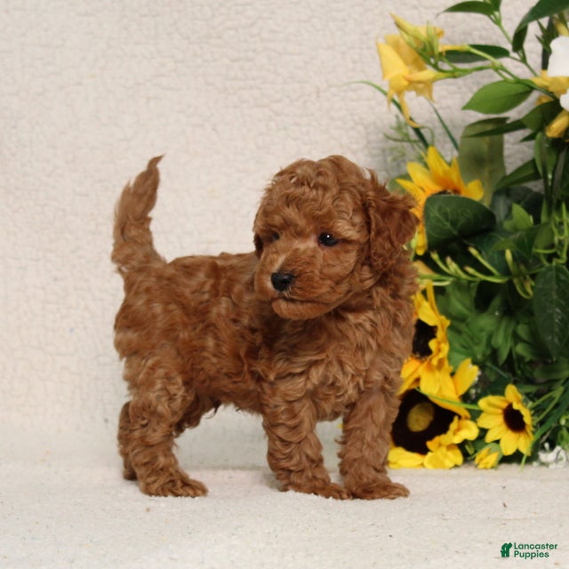 Mini Goldendoodle dogs for sale: Velcro - Ad 3