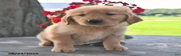 Golden Retriever dogs for sale: Tansy - Ad 3