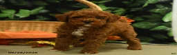 Miniature Poodle dogs for sale: Ginger - Ad 5