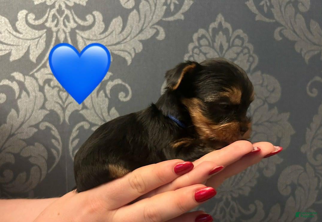 Yorkshire Terrier dogs Smith - Ad 7