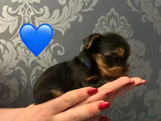 Yorkshire Terrier dogs Smith - Ad 7