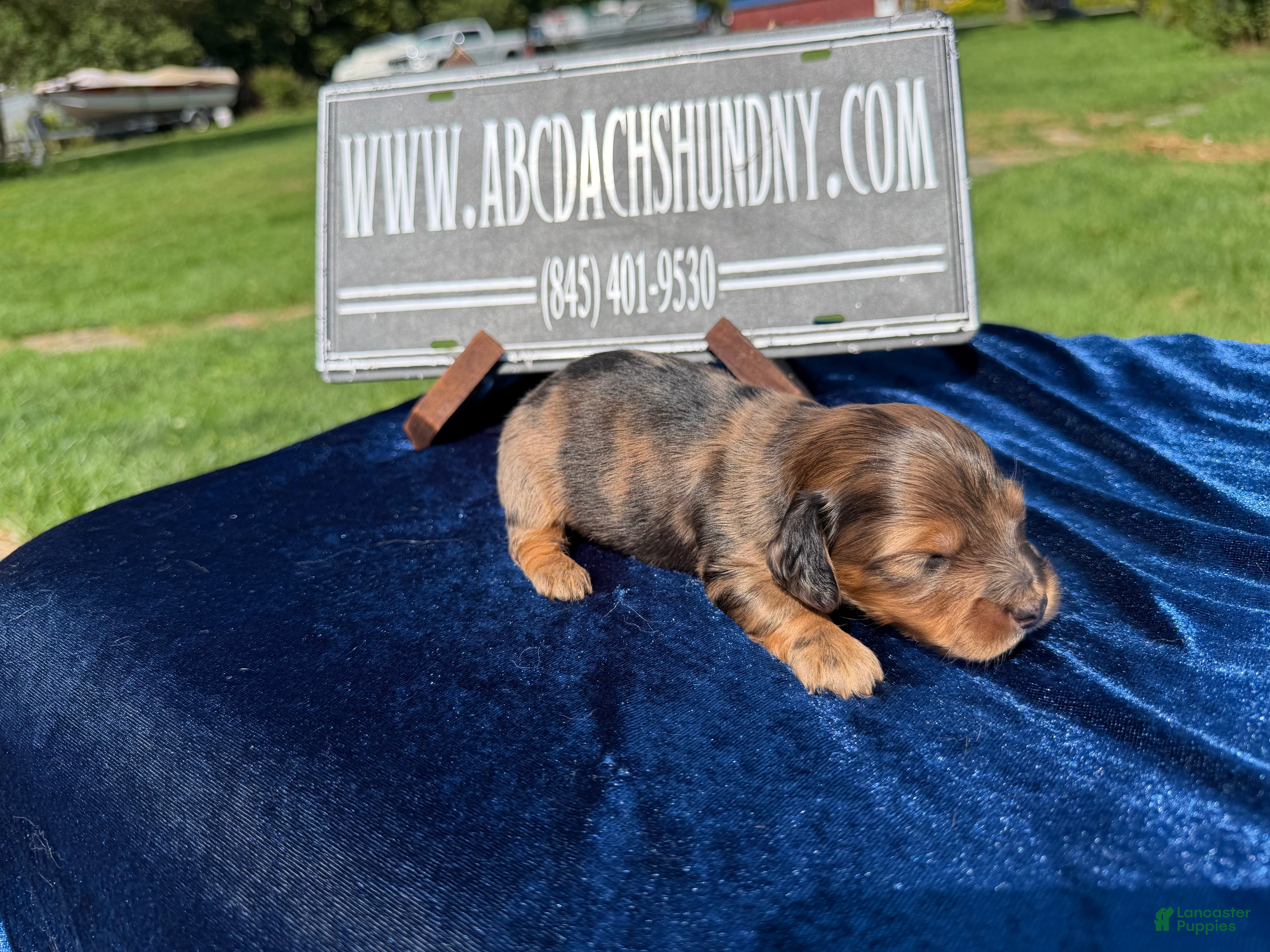 Miniature Dachshund dogs Red dappleBoy - Ad 25