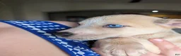 Pitsky dogs for sale: Celia - Ad 14