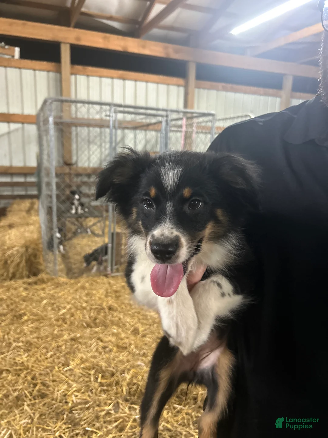 Australian Shepherd dogs for sale: Australian Shepherd 14 - Ad 2