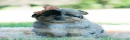 Pomapoo dogs for sale: Pomapoo 1 - Ad 9