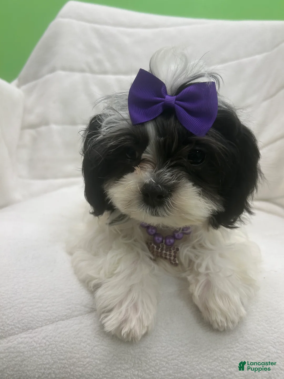 Malshi dogs for sale: Malshi Puppy 2 - Ad 1