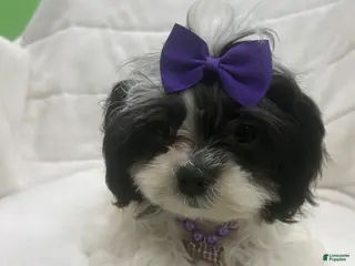 Malshi dogs Malshi Puppy 2 - Ad 8