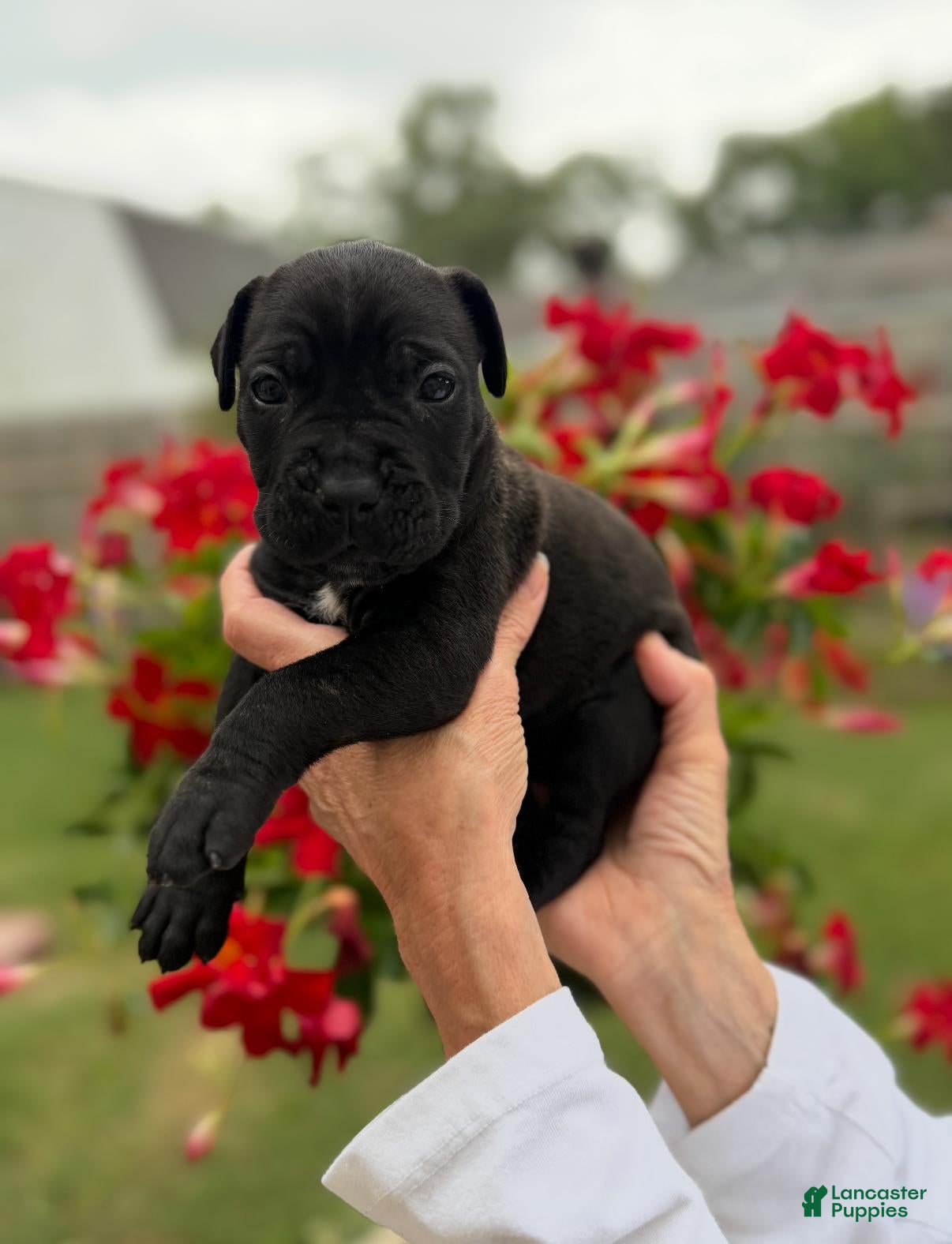 Cane Corso dogs Cane Corso (Magenta)  - Ad 2