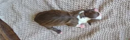 Boston Terrier dogs for sale: Boston Terrier Puppy 3 - Ad 4