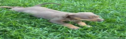 Catahoula Leopard Dog dogs for sale: Red Girl - Ad 2