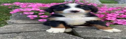 Bernese Mountain Dog dogs for sale: Finn - Ad 5