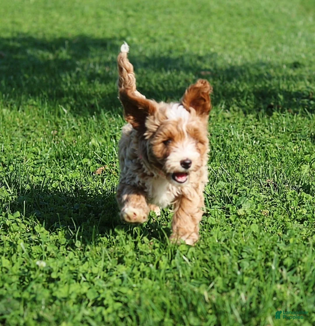 Gallery Image {{count}}