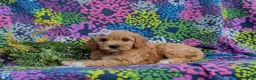 Cavapoo dogs for sale: Ainsley - Ad 4