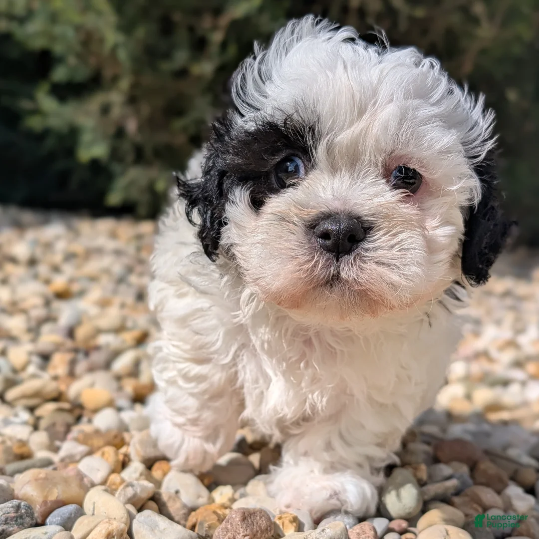 Teddy Bear dogs for sale: Dominoe - Ad 1