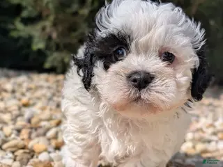 Teddy Bear dogs Dominoe - Ad 30