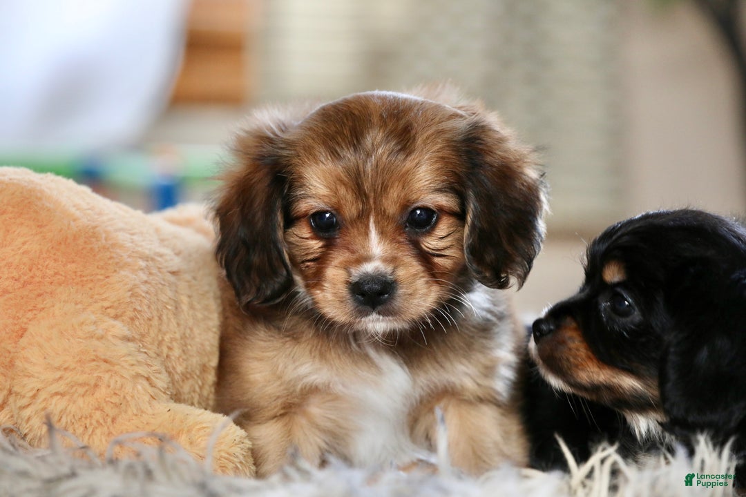 Mixed Breed dogs for sale: Cavalon Sparkle - Ad 3