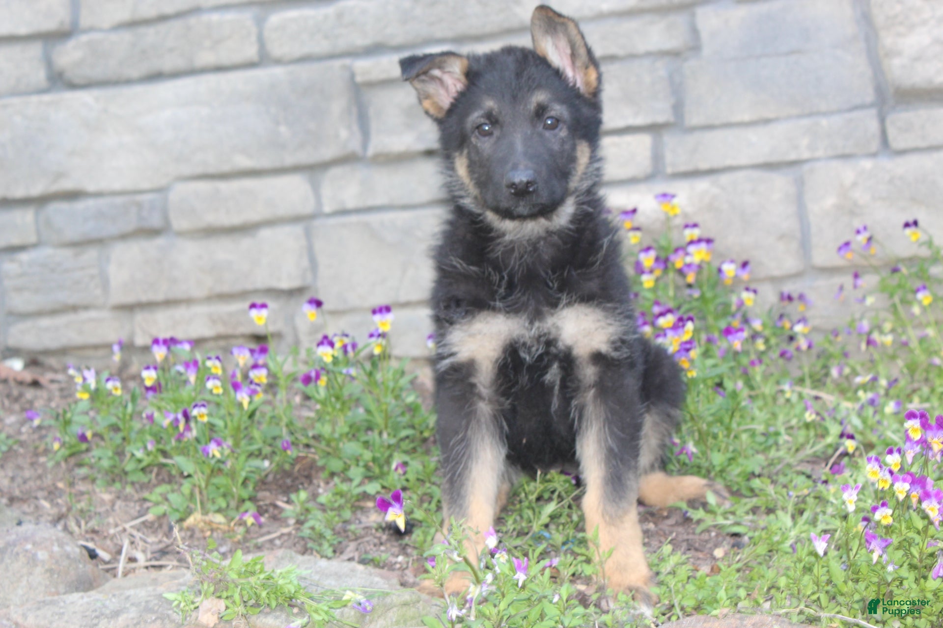 German Shepherd dogs Dixie  - Ad 2