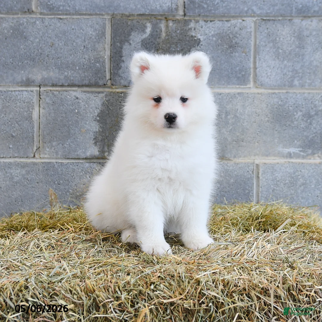 Samoyed dogs for sale: Icelyn - Ad 1