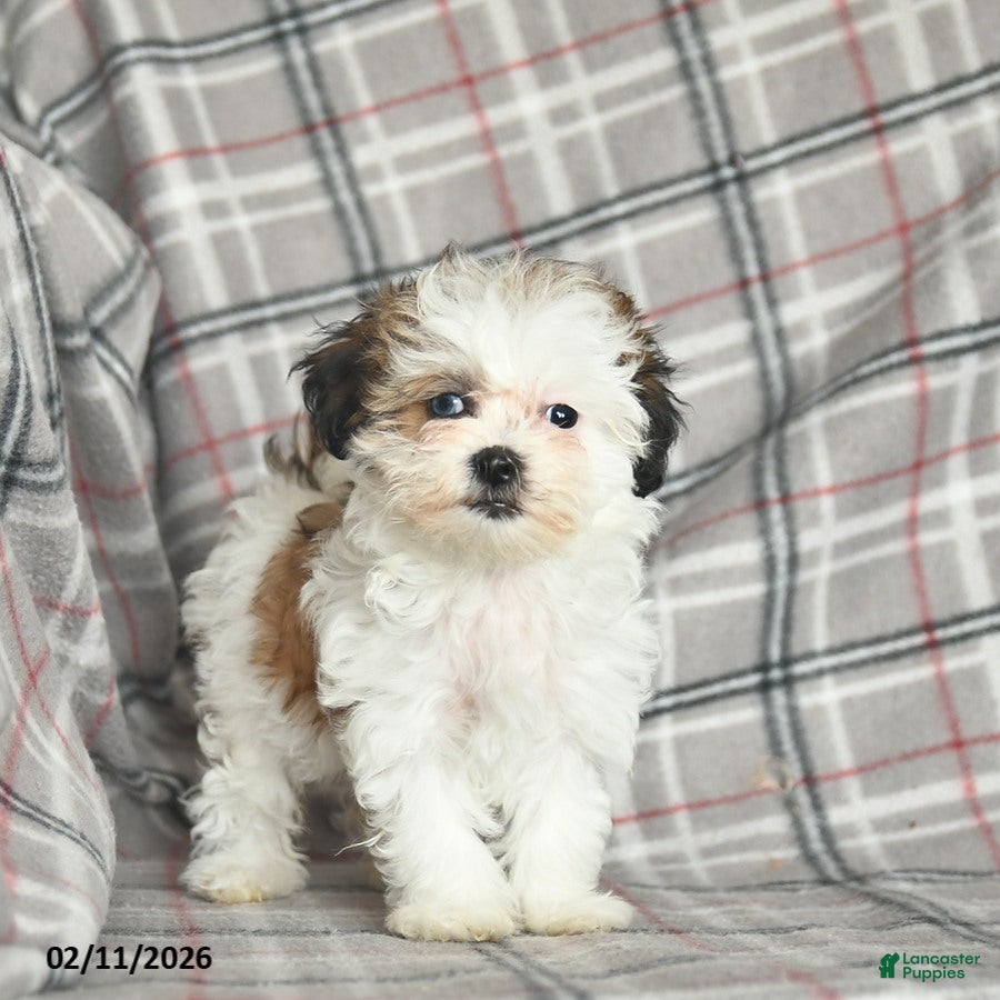 Mixed Breed dogs Quest - Ad 2