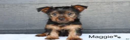 Yorkshire Terrier dogs for sale: Maggie - Ad 3