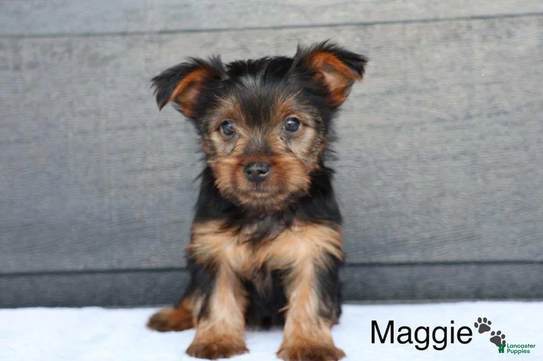 Yorkshire Terrier dogs for sale: Maggie - Ad 3