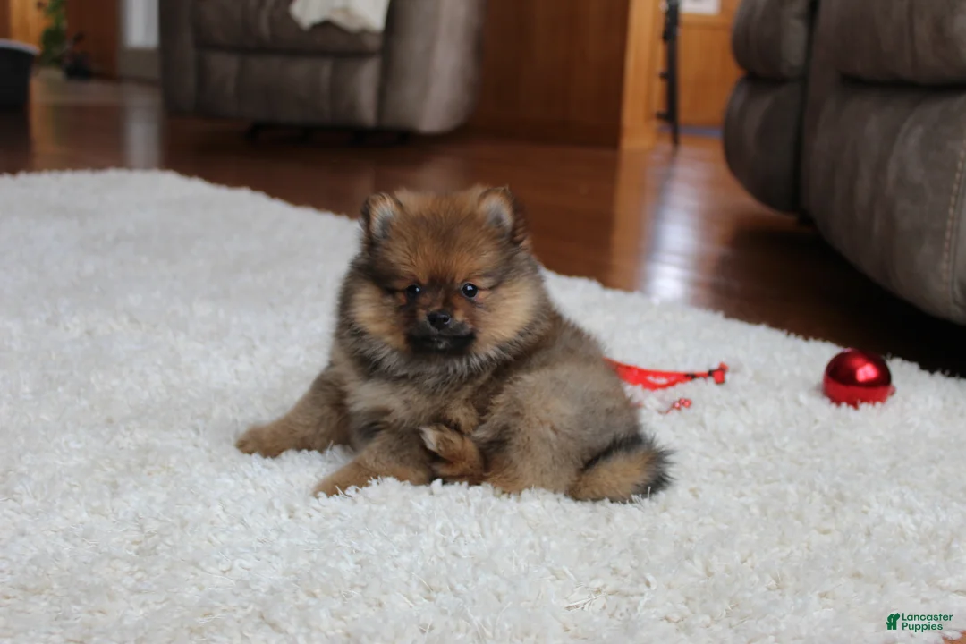Pomeranian dogs for sale: Lyle - Ad 6