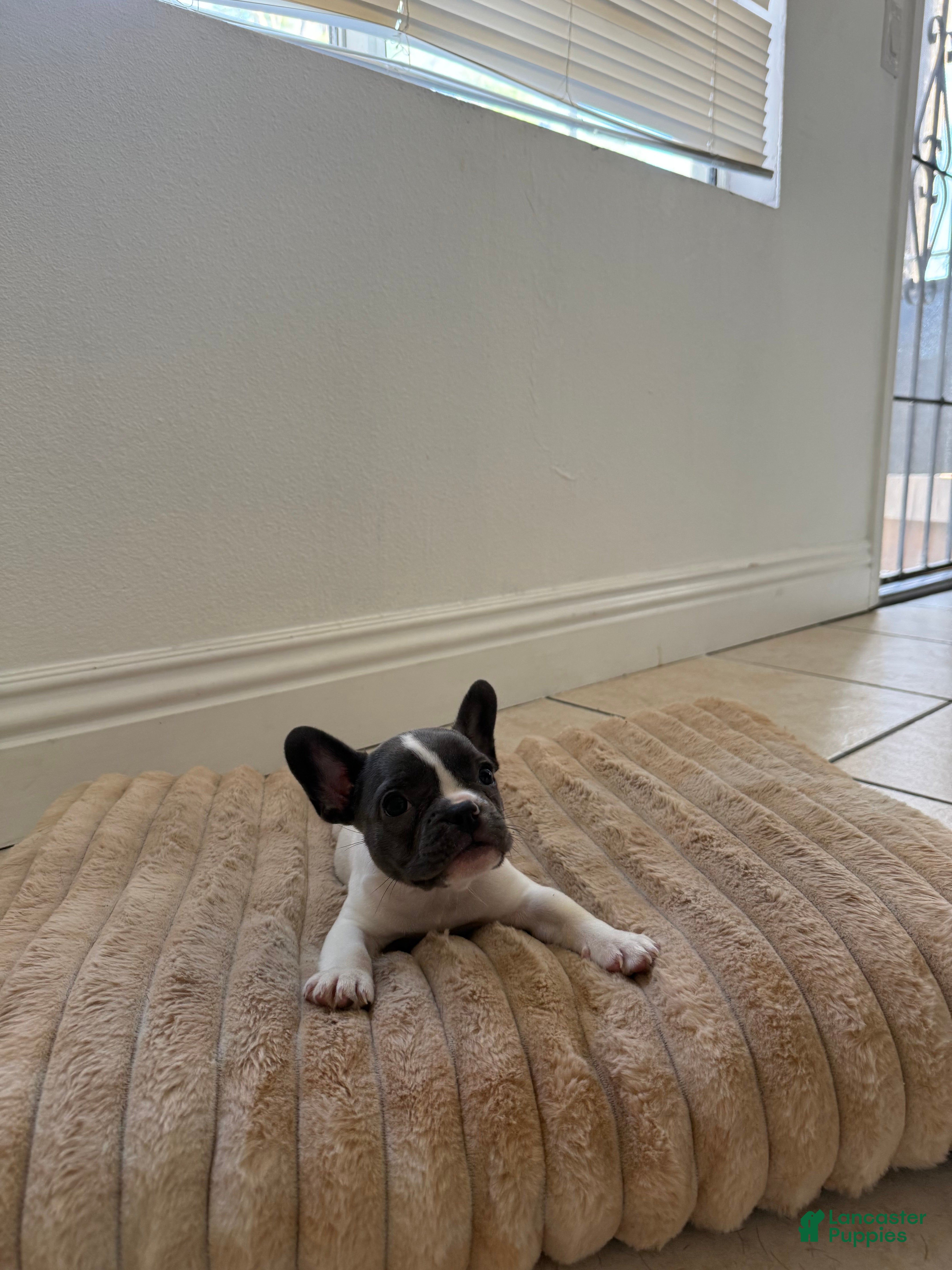 French Bulldog dogs French Bulldog 5 - Ad 5