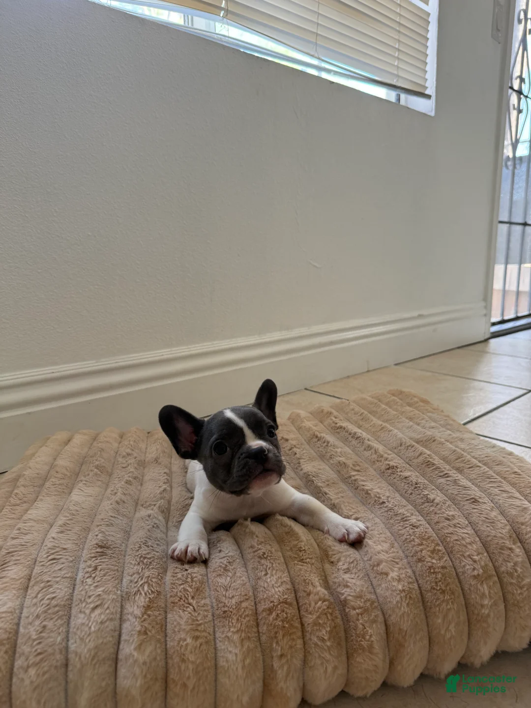 French Bulldog dogs for sale: French Bulldog 5 - Ad 1