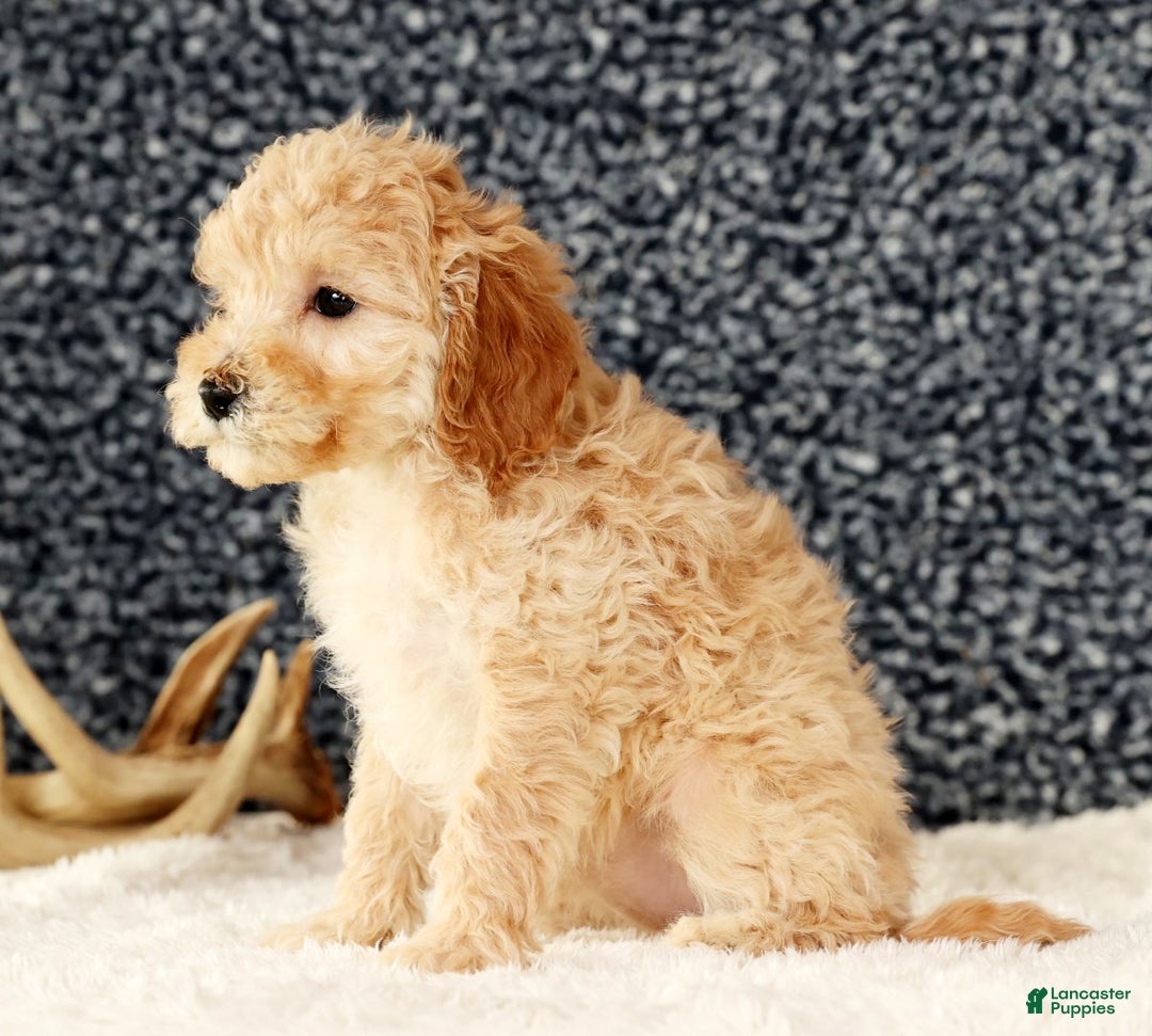 Cavapoo dogs for sale: Alicia - Ad 6