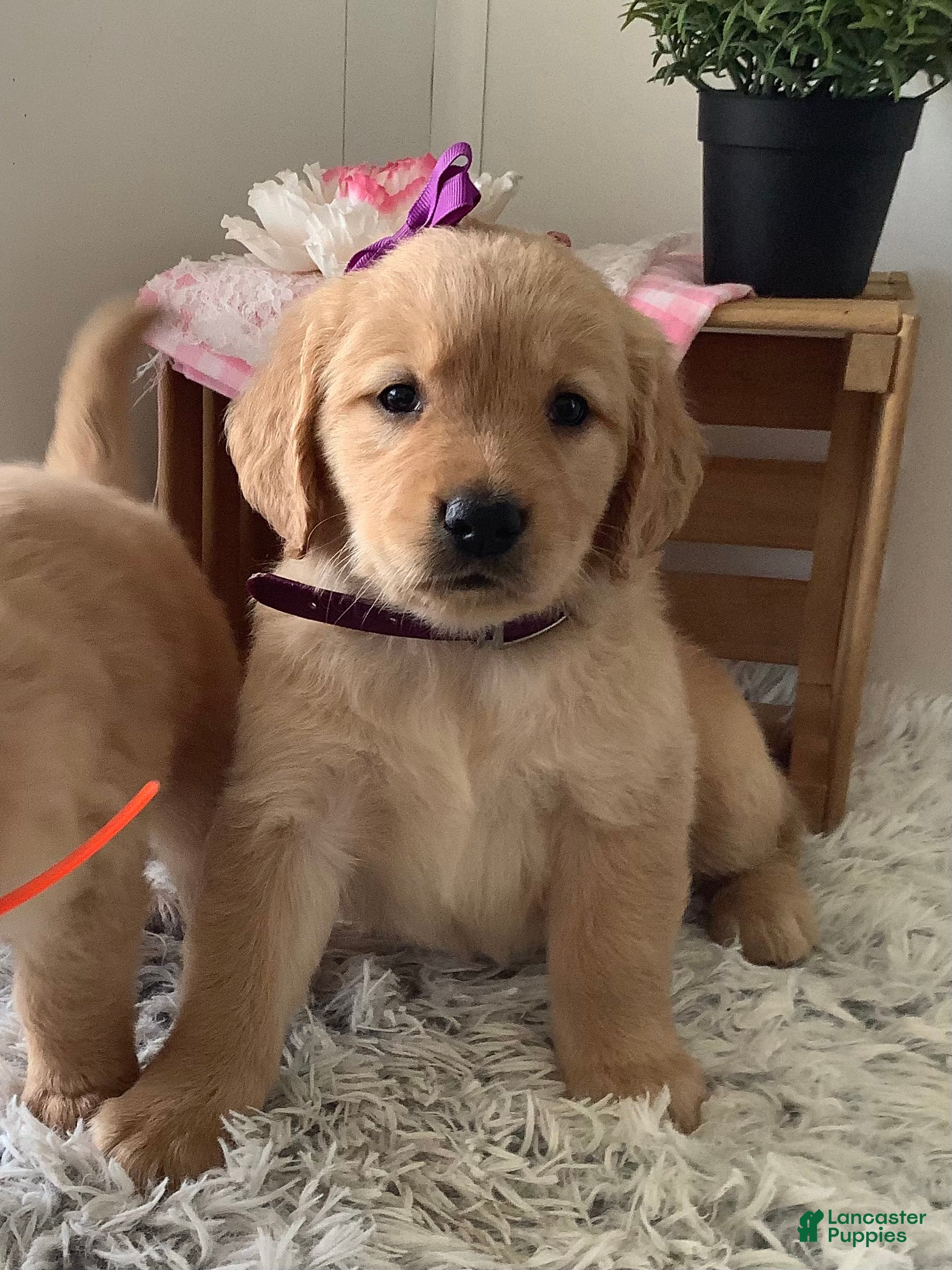 Golden Retriever. Cora