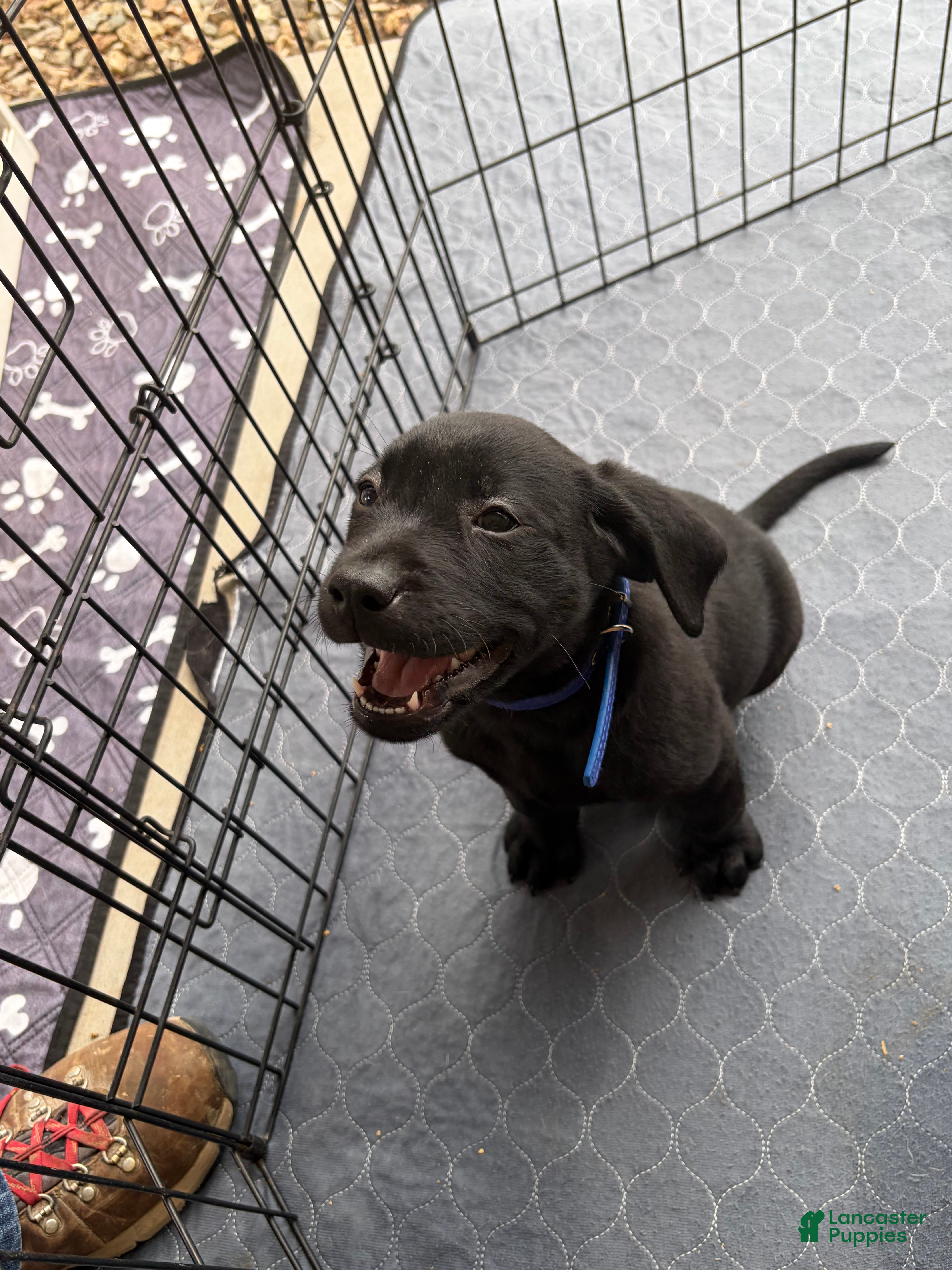 Labrador Retriever dogs Labrador Retriever 4 - Ad 14