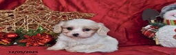 Cavachon dogs for sale: Dancer - Ad 4