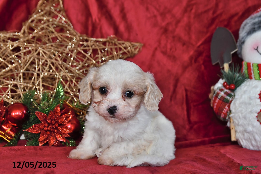 Cavachon dogs for sale: Dancer - Ad 4