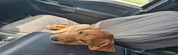 Labrador Retriever dogs for sale: Labrador Retriever 1 - Ad 1