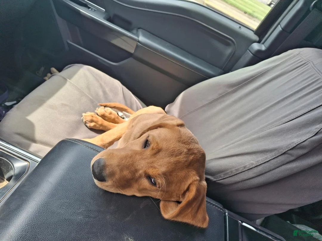 Labrador Retriever dogs for sale: Labrador Retriever 1 - Ad 1