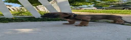 Cane Corso dogs for sale: Andromeda  - Ad 17