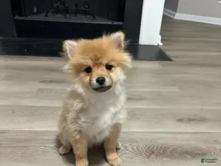 Pomeranian dogs Uno - Ad 1