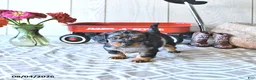 Miniature Dachshund dogs for sale: Tanya - Ad 2