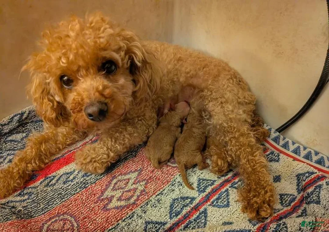 Toy Poodle dogs for sale: Lora - Ad 2