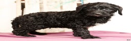 Labradoodle dogs for sale: Goliath - Ad 2