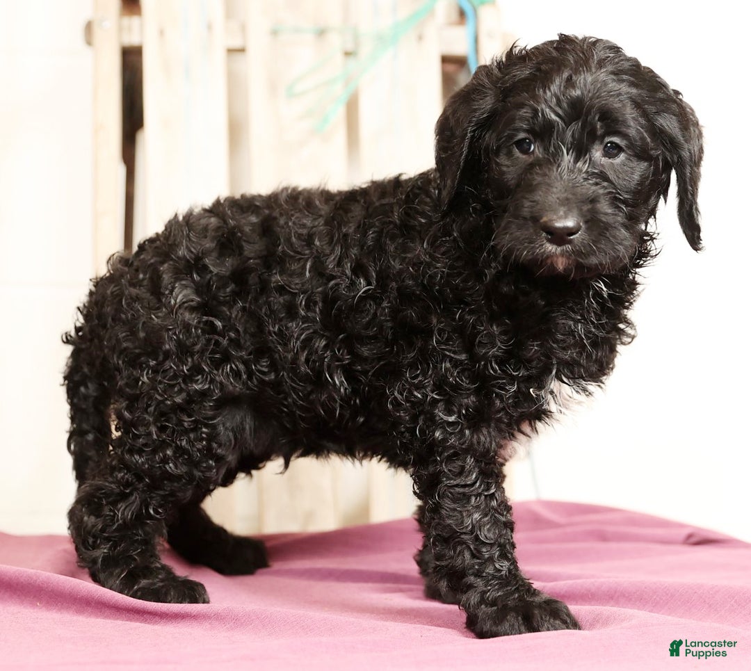 Labradoodle dogs for sale: Goliath - Ad 2