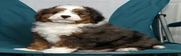 Mini Bernedoodle dogs for sale: Luke - Ad 8