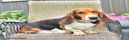 Basset Hound dogs for sale: Lilly - Ad 6