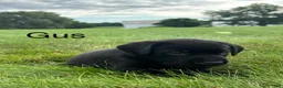 Labrador Retriever dogs for sale: Gus - Ad 5