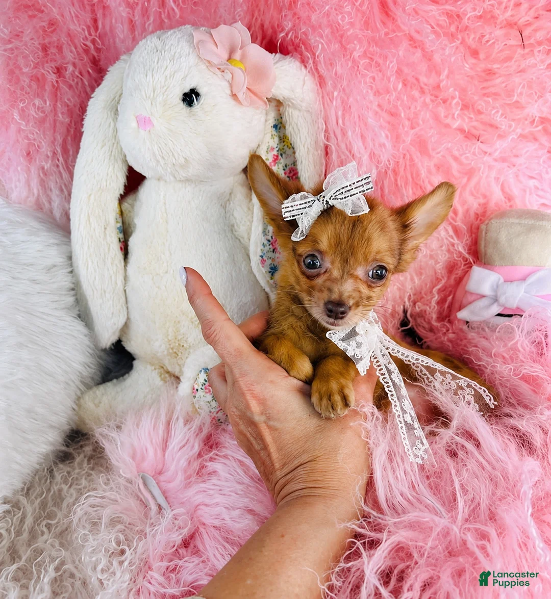 Chihuahua dogs for sale: Chihuahua 1 - Ad 3
