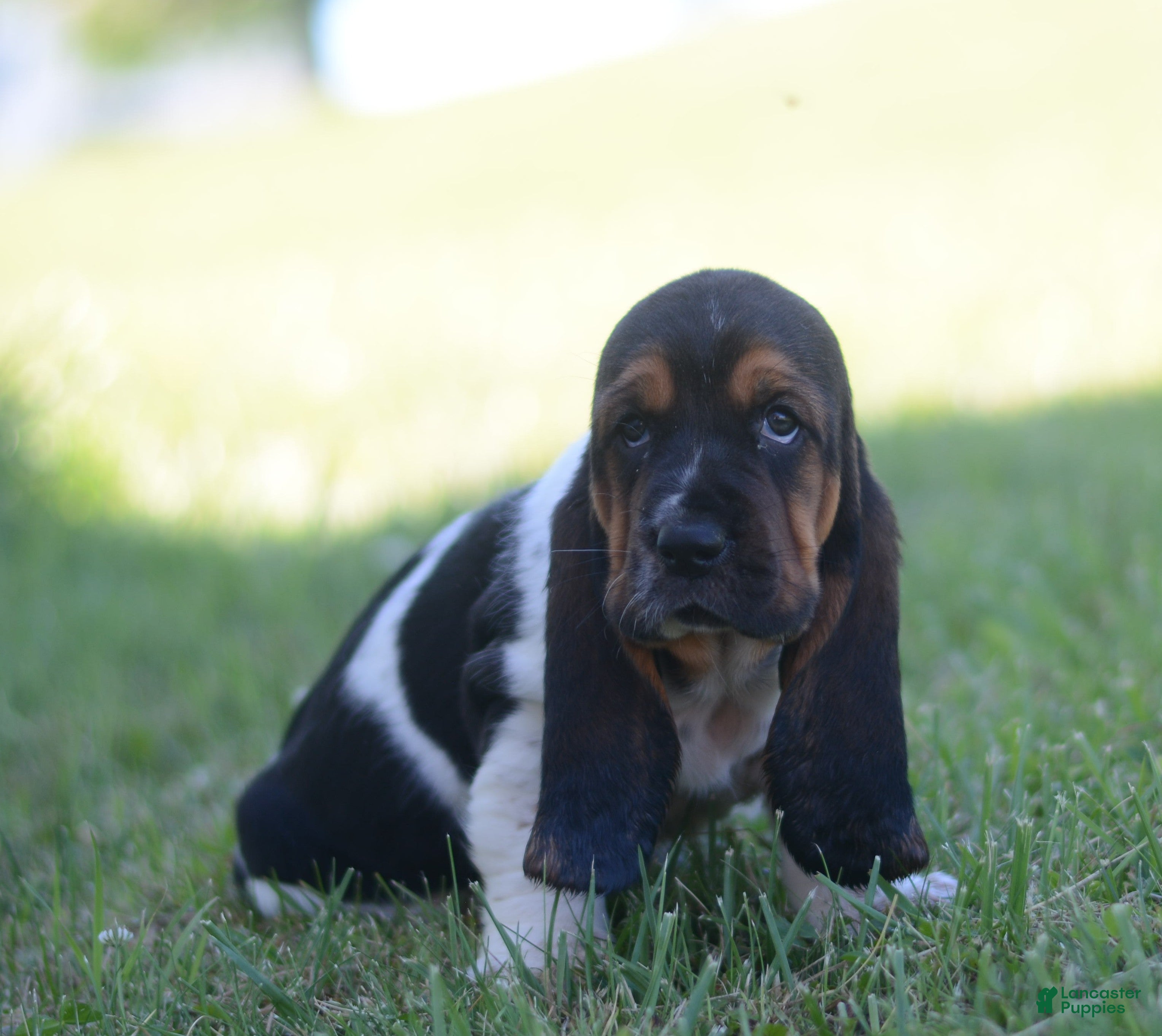 Basset Hound dogs Beatrice - Ad 1